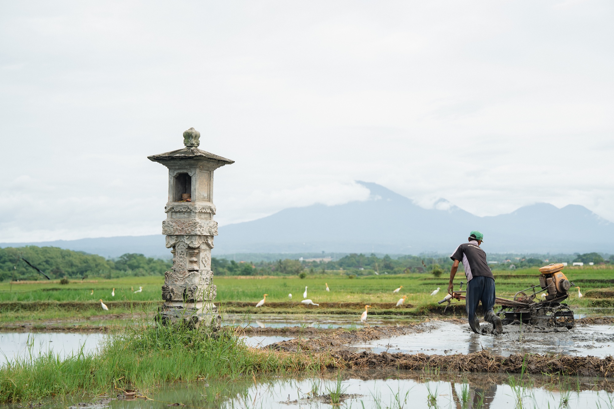 Soori Bali rice fields at sunrise, with Mount Agung in the distance