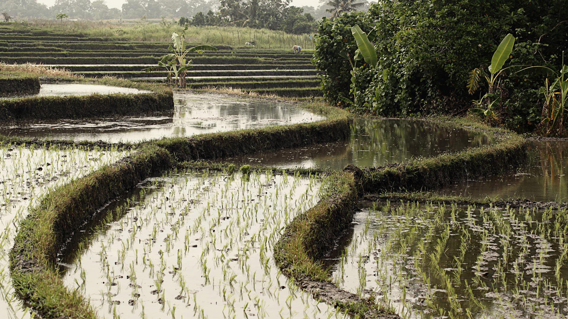 Tabanan Regency - UNESCO World Heritage Site