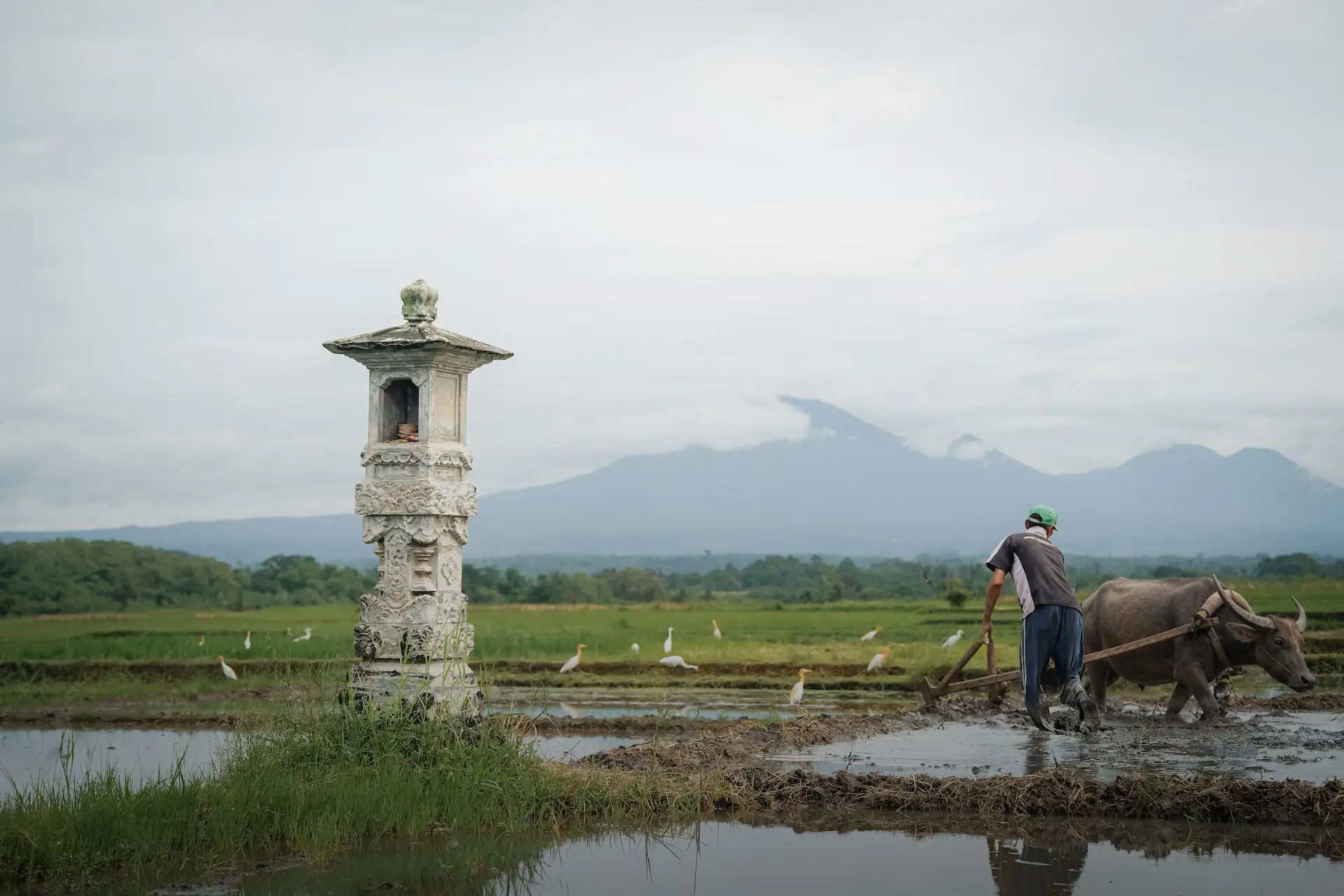 Soori Bali rice fields at sunrise, with Mount Agung in the distance